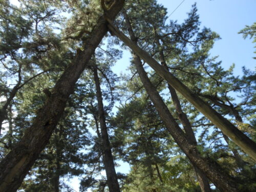 Crossing pine
