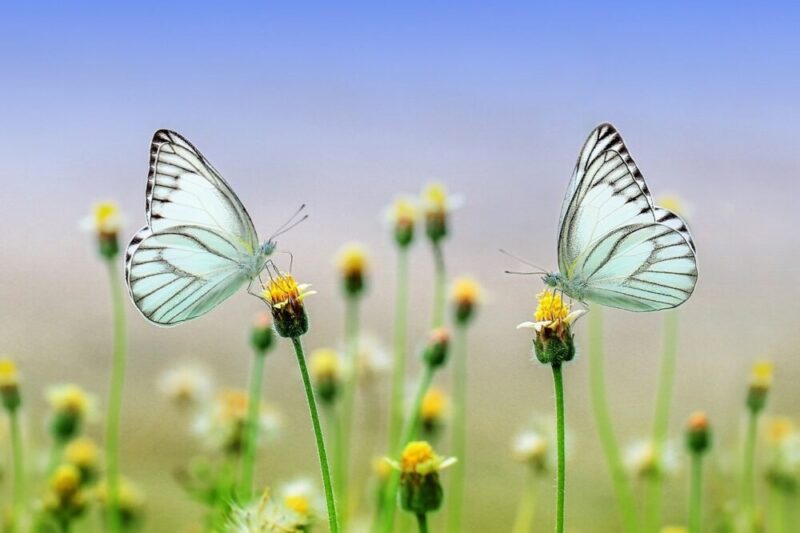butterflies-flowers-pollinate-pollination