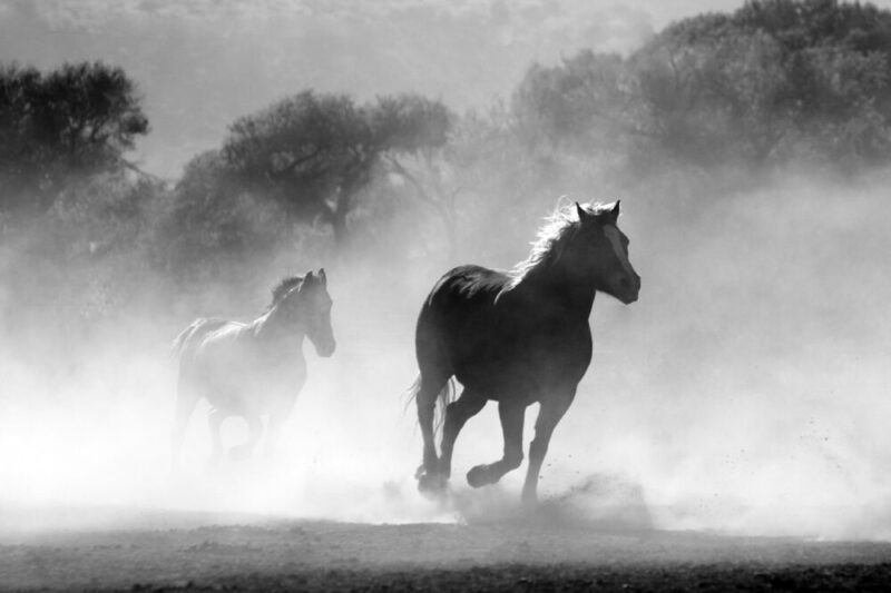 horses galloping running satallions smoke dust