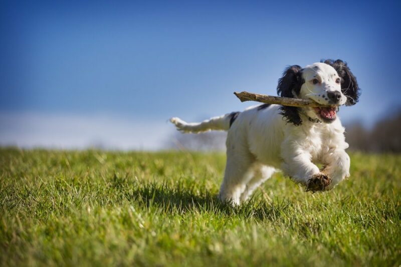 A puppy running with a branch
