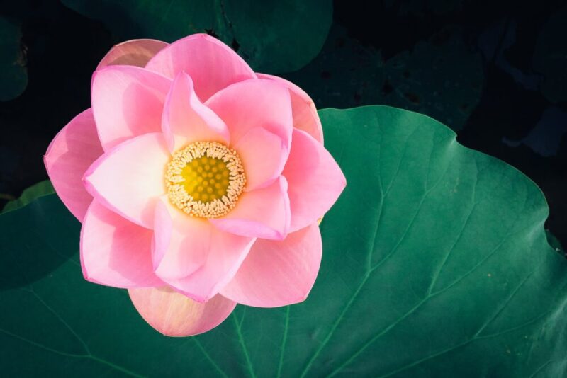 a-pink-flower