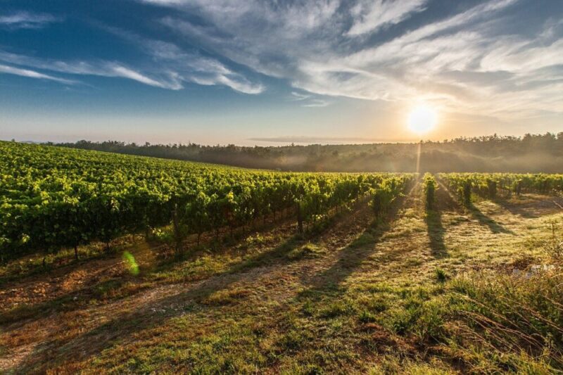 vineyard sunrise sun farm grapevines sunlight