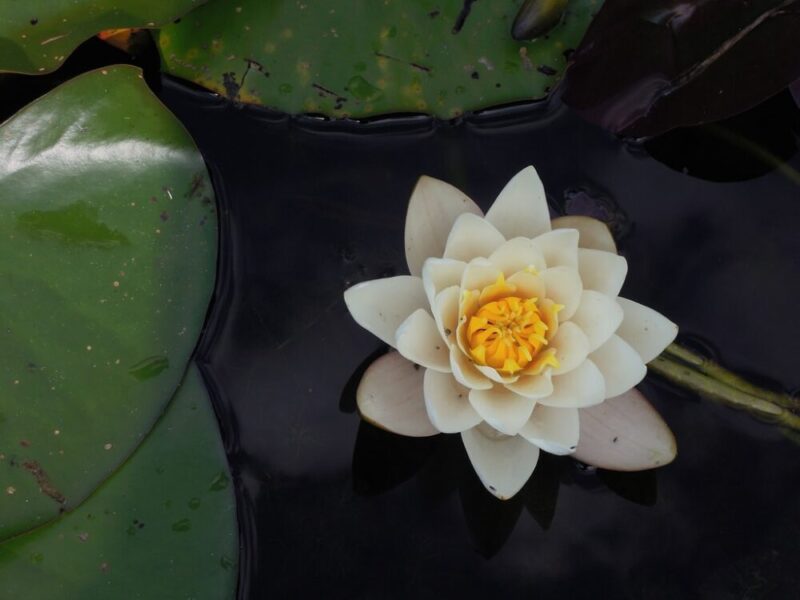 white-lotus-flower-on-body-of-water-photo