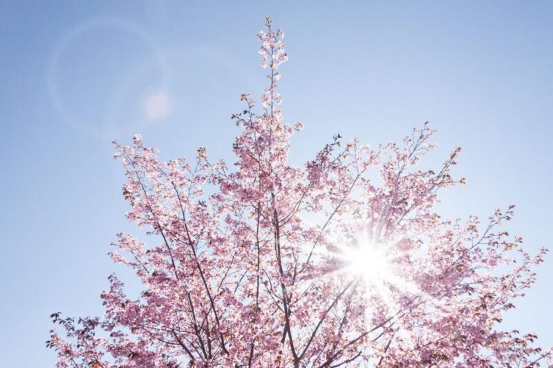spring cherryblossom japanese