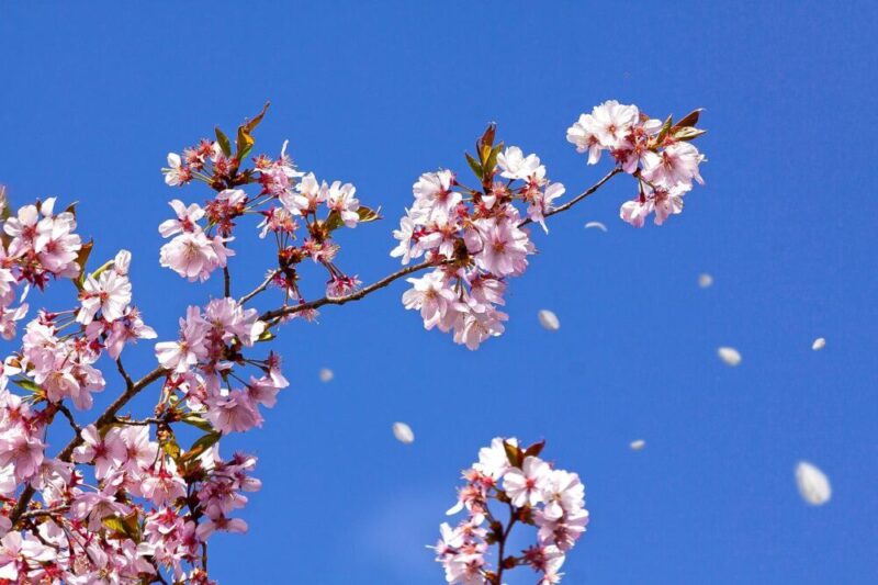 spring cherryblossomjapanese