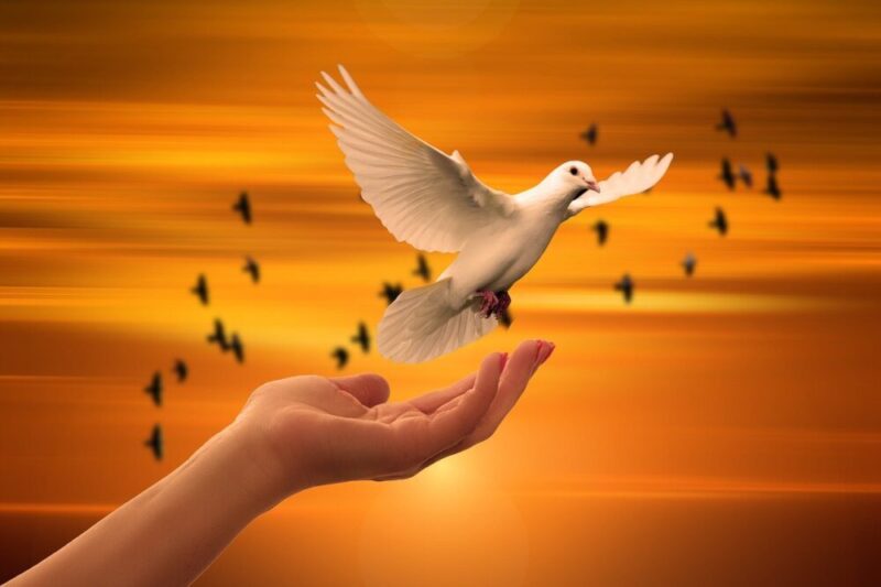 dove freedom peace