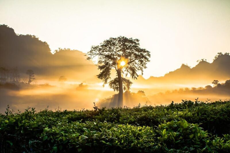 tree sunset bushes