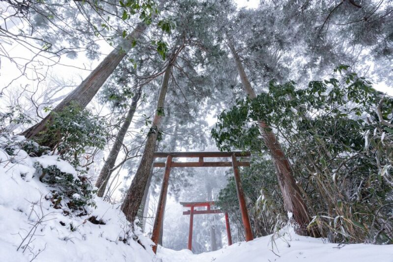forest snow torii