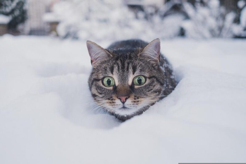 cat surprised snow