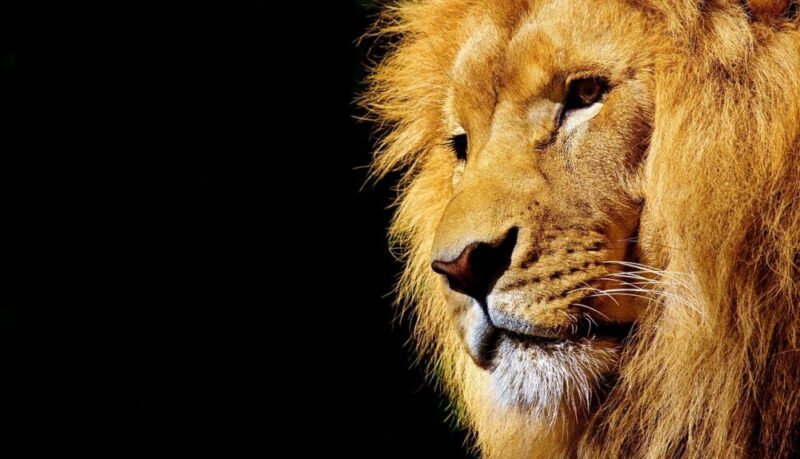 lion king face