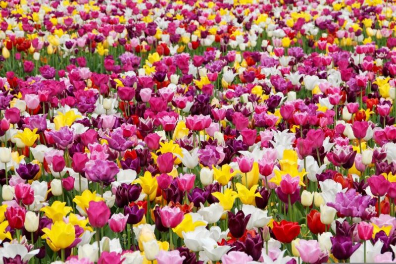 tulips flowers field tulip