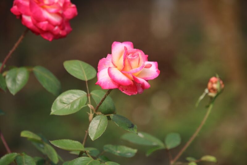 pink roses blooming in the daytime