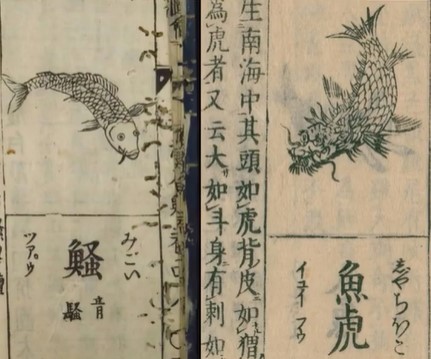 『和漢三才図絵』の鯉と鯱