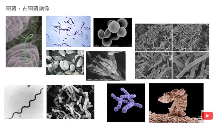 細菌・古細菌画像