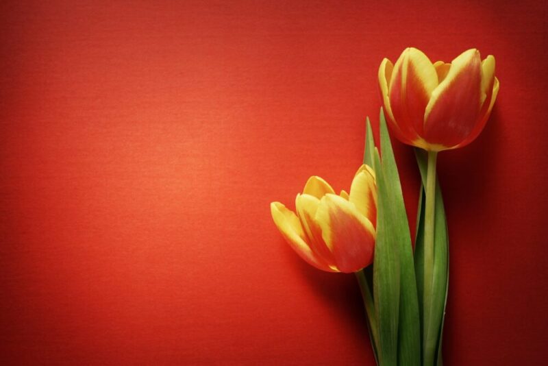 two yellow and red tulips on red background