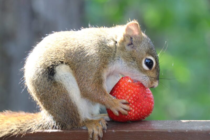 brown squirrel eating strawberry