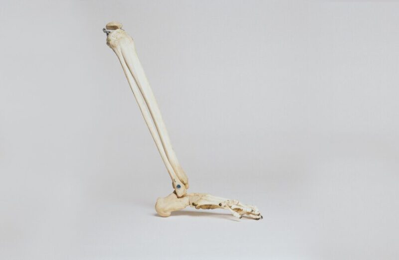 human foot bone