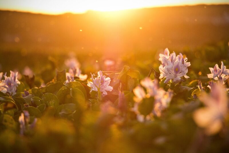 flower field at sunset