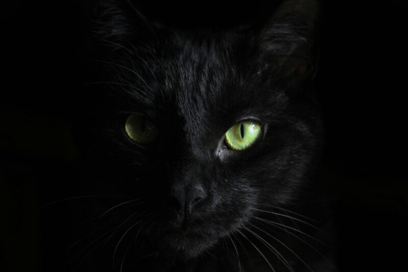 close-up black cat