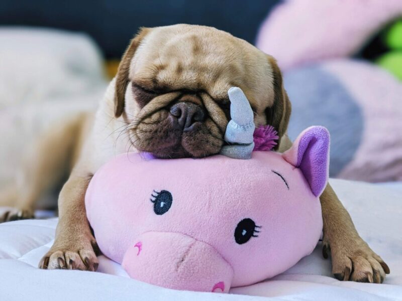 stuffed pink bear and pug puppy