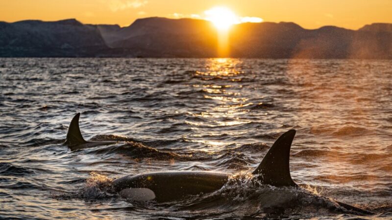 two black dolphins in the water during sunrise
